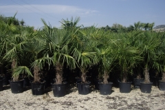 Chamaerops excelsa 